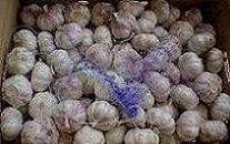 Normal white garlic