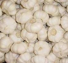 Pure white garlic