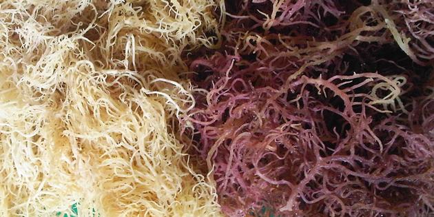 Dried Eucheuma Spinossum Seaweed