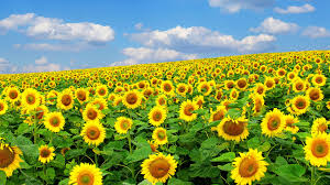  refined sunflower oil