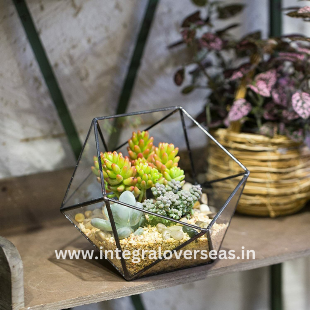 Metal Terrarium
