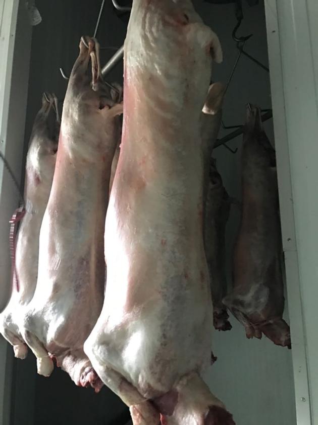 halal frozen sheep meat
