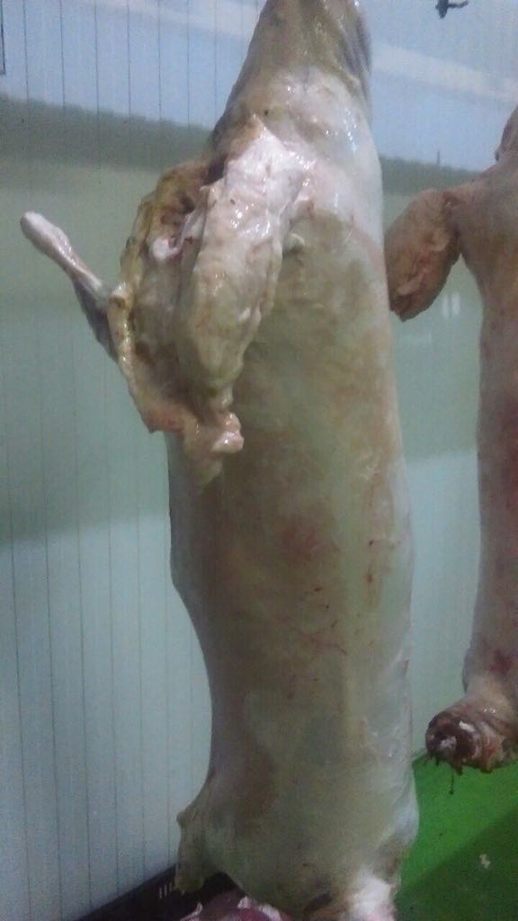 Halal Karakul Lamb