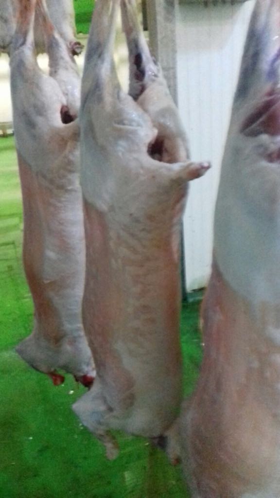Halal Lamb Meat