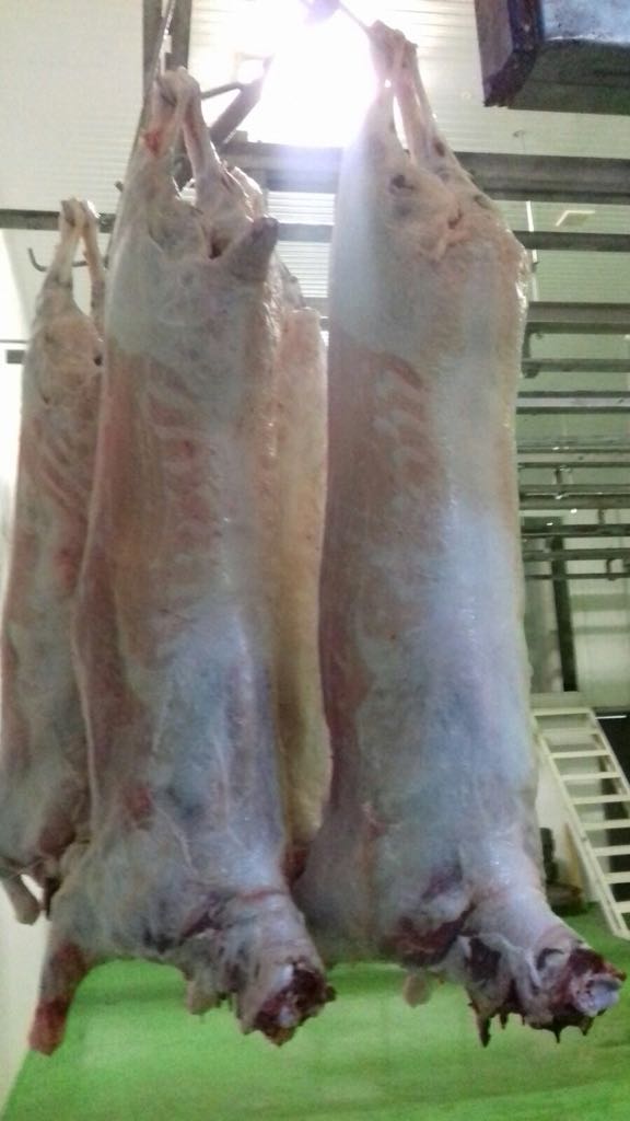 Halal Lamb Meat