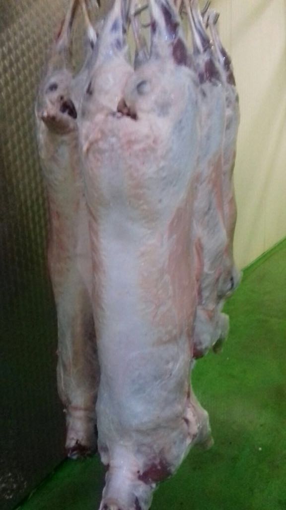 Halal sheep meat