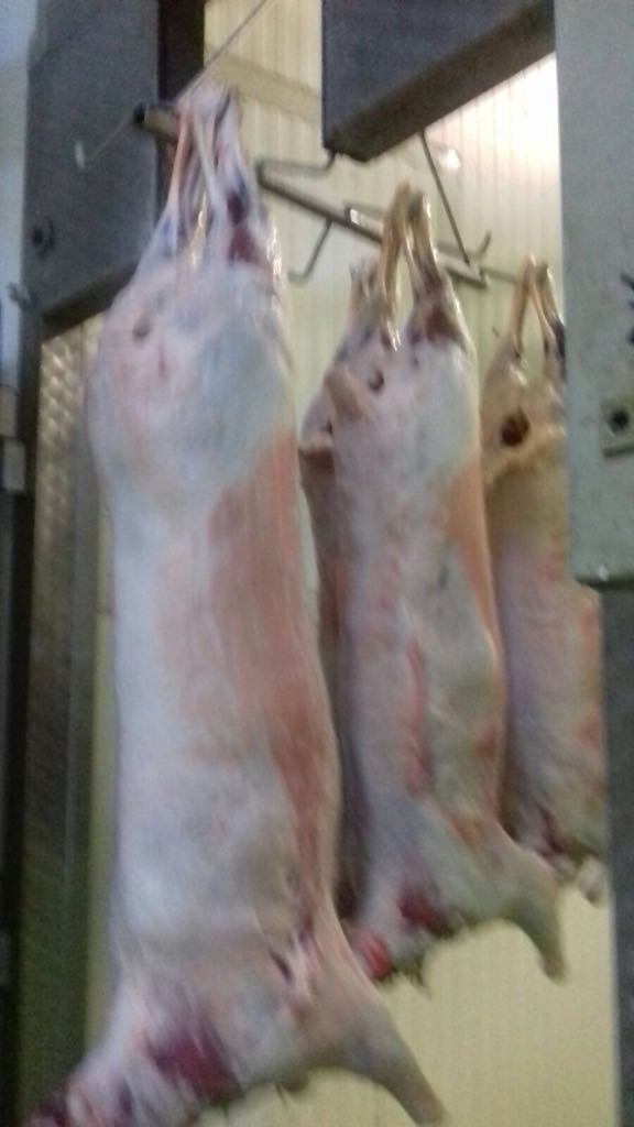 Halal Frozen Sheep Meat