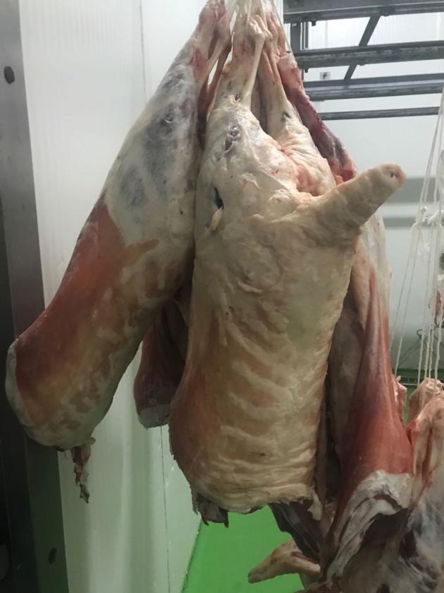 Halal Frozen Sheep Meat
