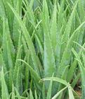 Aloe vera L. Extract