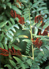 Glycyrrhiza glabra L. Extract
