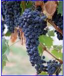 Grape seed P.E. (HPLC) Proanthocyanidins 95% Polyphenols 85%