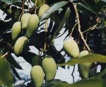 Mangiferin