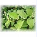 Polygonum Cuspidatum P.E. Resveratrol(HPLC) 20%-99%