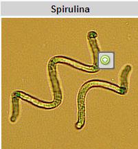 Spirulina&Chlorella powder