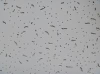false ceiling 