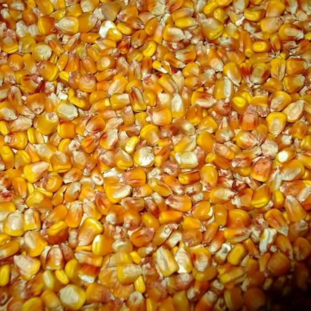 Yellow feed corn (maize)