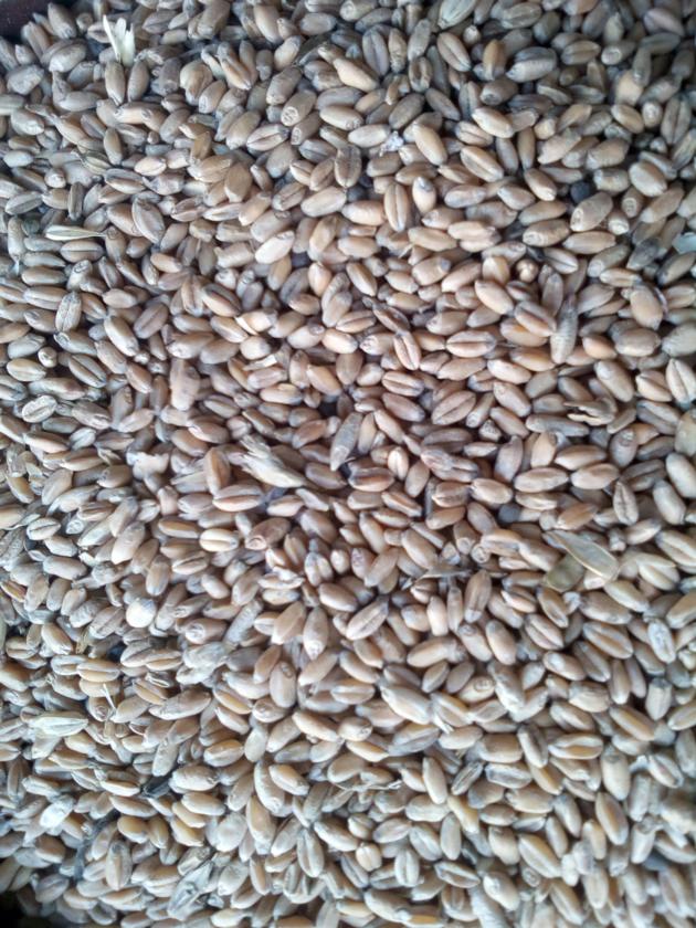 Wheat feed grade