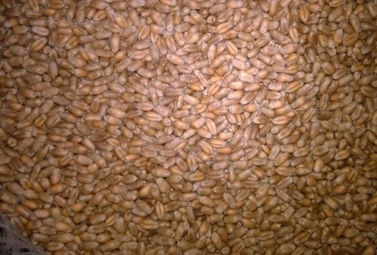 Wheat Grade 3 for human consumption