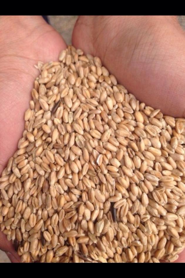 Wheat Grade 4 for human consumption