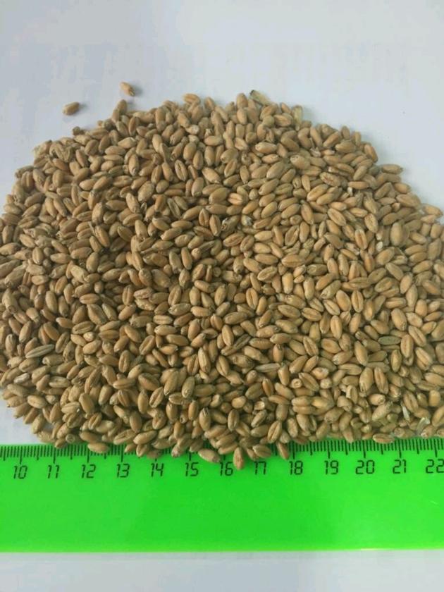 Wheat Grade 5 for human consumption