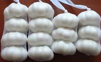 fresh garlic red garlic white garlic china garlic chinese garlic peeled garlic garlic ginger 