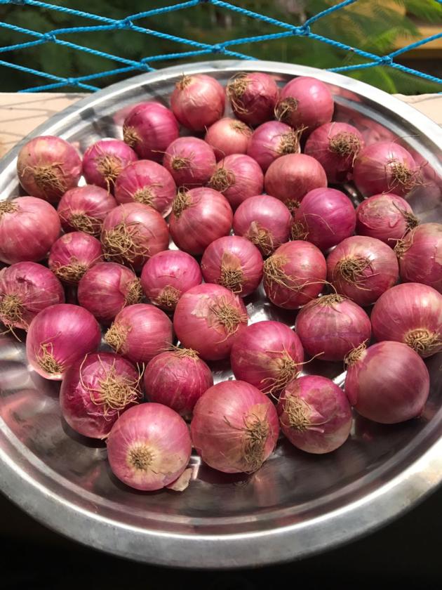 Fresh Pickle Onion