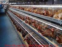 egg layers cage