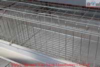 Chick cage for pullets