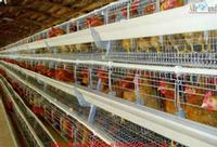 Broilers breeding cage