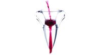 wine decanter