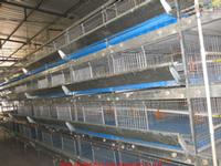 Fully Automatic H Type Pullets Cage Equipment