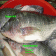 Tilapia