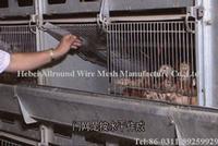 Poultry Farm Cage/Broiler Breeding Cage