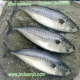 Chub mackerel