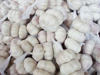 garlic