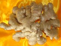 ginger