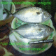 Indian mackerel