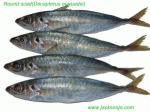 Round scad