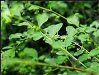Securinega suffruticosa Extract