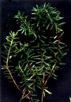 Empetrum nigrum Extract