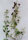 Rubia chinensis extract