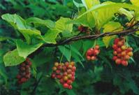 Schisandra chinensis extract