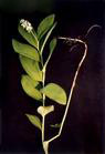 Smilacina dahurica extract