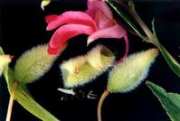 Impatiens balsamina Extract