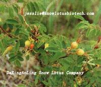 Rose hip extract powder