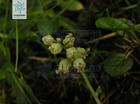 Unilateral flowers extract