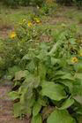 Inula helenium extract