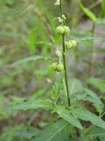 Speranskia tuberculata Extract