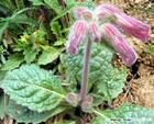 Rehmannia glutinosa