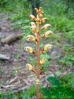 Gastrodia elata extract